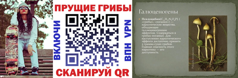 ОМГ ОМГ зеркало  Киренск  Галлюциногенные грибы Cubensis 